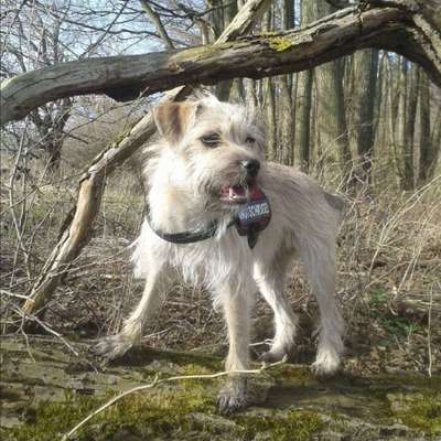 Hundetreffen-Gassirunde und Toben-Bild