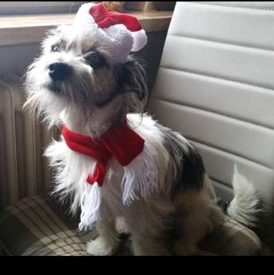 Dogorama Photo Challenge - Weihnachtsbaum-Beitrag-Bild