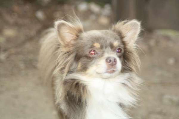 Wo sind die Chihuahua Besitzer ?-Beitrag-Bild