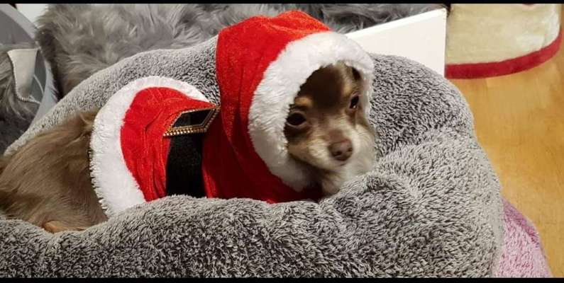 Dogorama Photo Challenge - Weihnachtsbaum-Beitrag-Bild