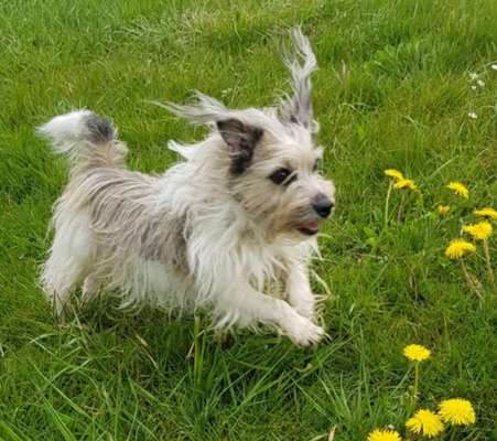 Die Dogorama Kalender Challenge Titelbild-Beitrag-Bild