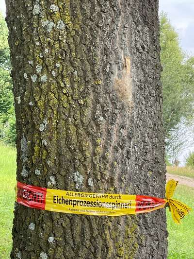 Giftköder-Eichenprozessionsspinner-Bild