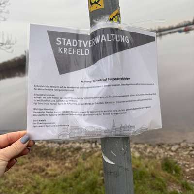 Giftköder-Burgunderblutalgen-Bild