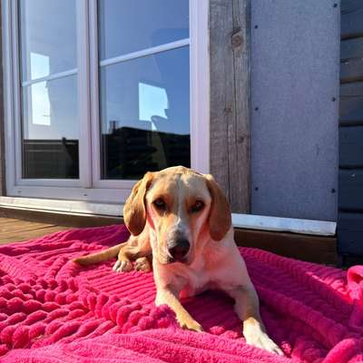 Hundetreffen-Hundefreunde gesucht-Bild