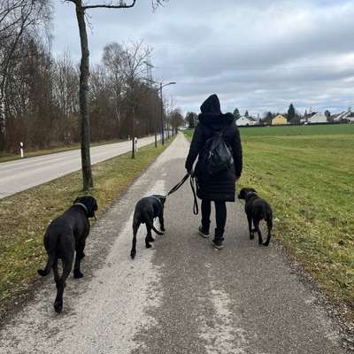 Hundetreffen-Gassi Treffen mit Training-Bild