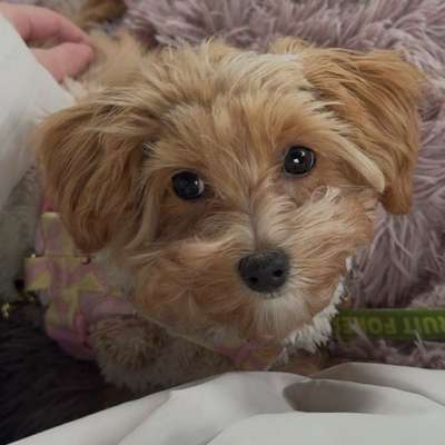 Hundetreffen-Spiel/Gassistunde für kleine Hunde-Bild