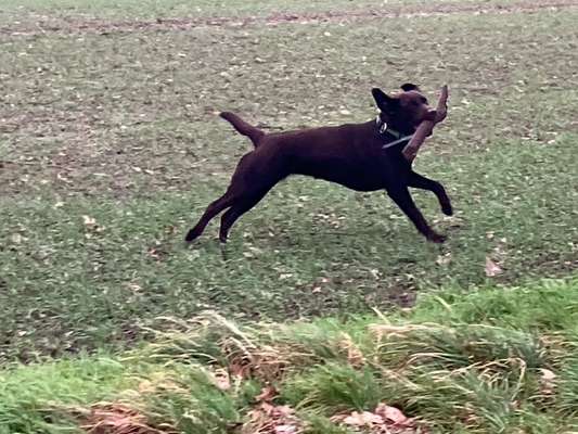 Hundetreffen-Spazieren und toben-Bild