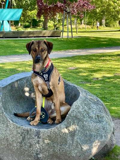 Hundetreffen-Gemeinsame Aktivitäten-Bild