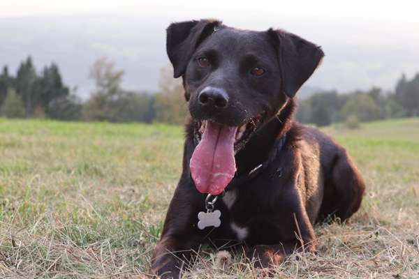 Hundetreffen-Gassirunden/Wandern/Spielrunden-Bild