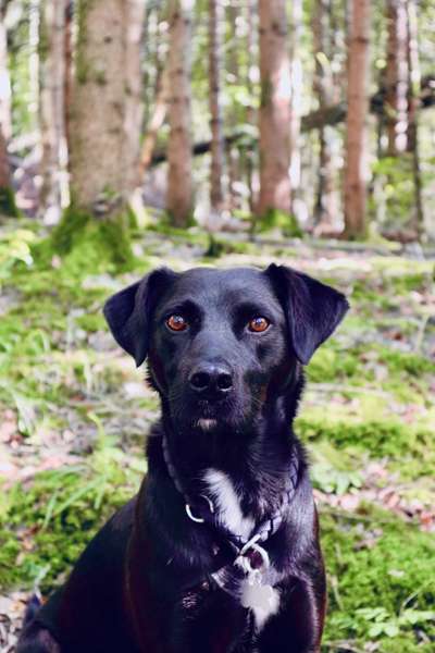 Foto -Challenge  Thema : Dein Hund Im Wald-Beitrag-Bild