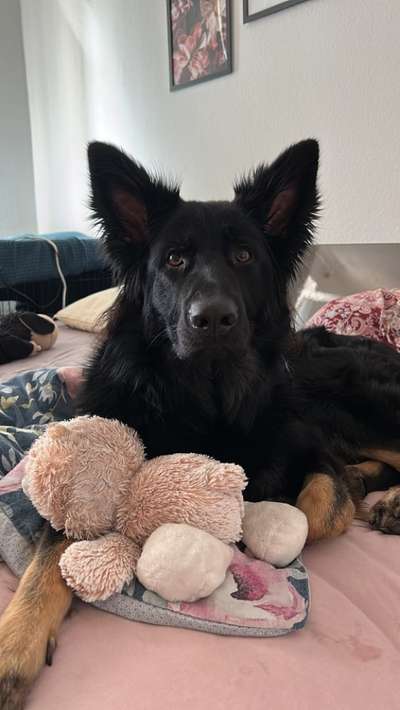 Hundetreffen-Feste Hundekumpels gesucht! Spaziergang und Spielen-Bild