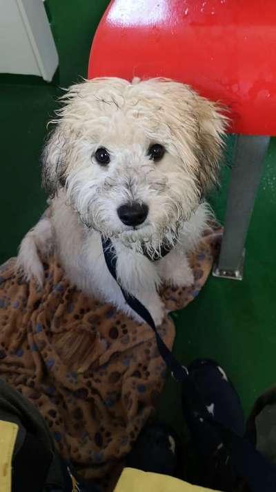 Hundetreffen-Spielspaziergang mit Freilauf-Bild