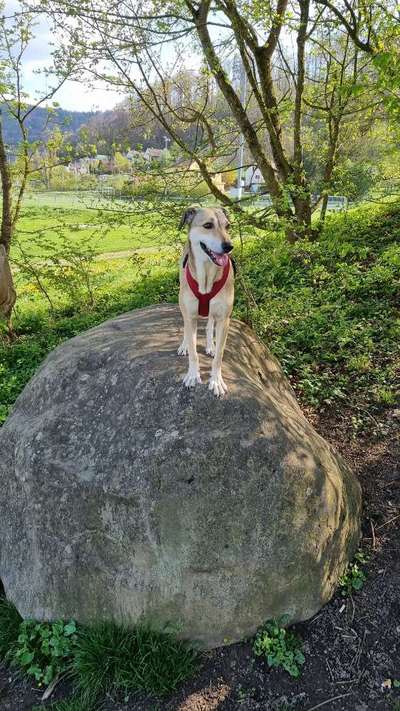 Hundetreffen-Spazieren, Spielen & Austauschen-Bild