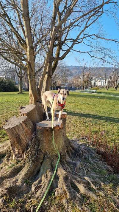 Auslandstierschutz-Beitrag-Bild
