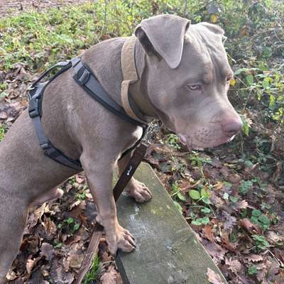 aktuelles Foto Gruppe American Bully XL / American Staffordshire Terrier