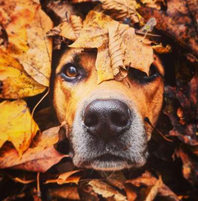 Zeigt mal die schönsten Bilder von euren Hunden !-Beitrag-Bild