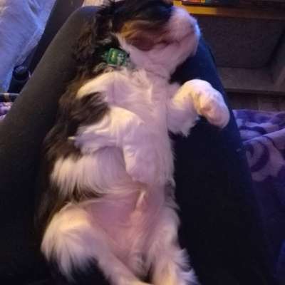 Hundetreffen-Welpentreffen ab Dezember-Bild