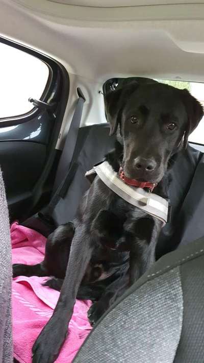 Wo sind meine Labrador Freunde-Beitrag-Bild