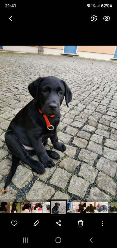 Als Welpen sind sie alle noch süßer-Beitrag-Bild