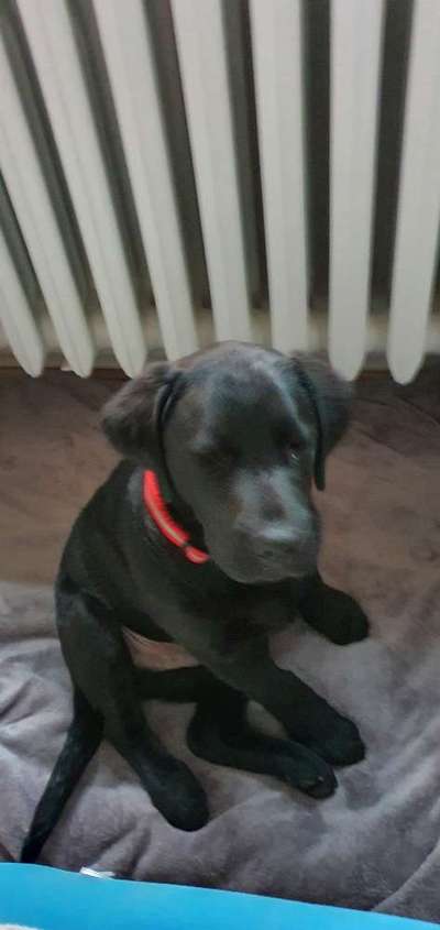 Als Welpen sind sie alle noch süßer-Beitrag-Bild