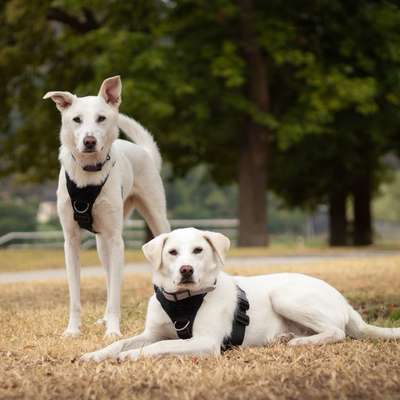 Hundetreffen-Gemeinsame Spaziergänge-Bild