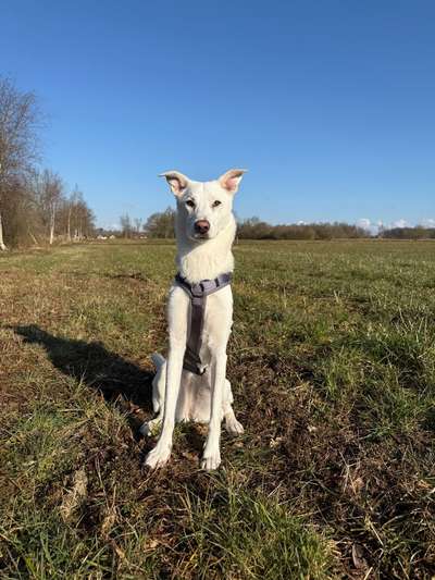 Geschirr für Windhund (Mischling)-Beitrag-Bild