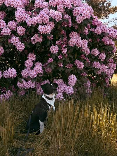 Tierschutzhunde suchen ein Zuhause-Beitrag-Bild