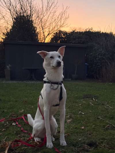 Geschirr für Windhund (Mischling)-Beitrag-Bild