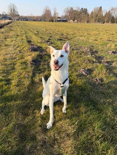 Hundetreffen-Gassi gehen und quatschen🐶-Bild