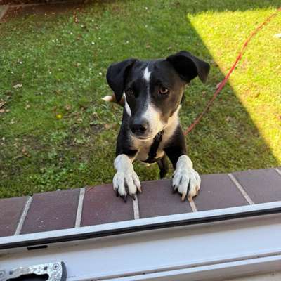Hundetreffen-Trainingspartner für unseren Pflegehund-Bild