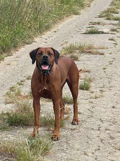 Giftköder-Hundegruppen-Bild