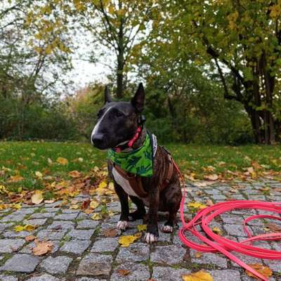 Hundetreffen-Trainingsrunde / Sozialwalk / Mensch-Hund-Bild