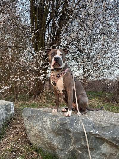 Vor der Läufigkeit spielt meine Hündin verrückt.-Beitrag-Bild