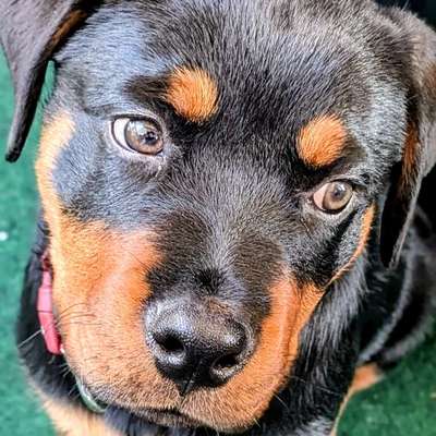 Hundetreffen-Welpentreff-Bild