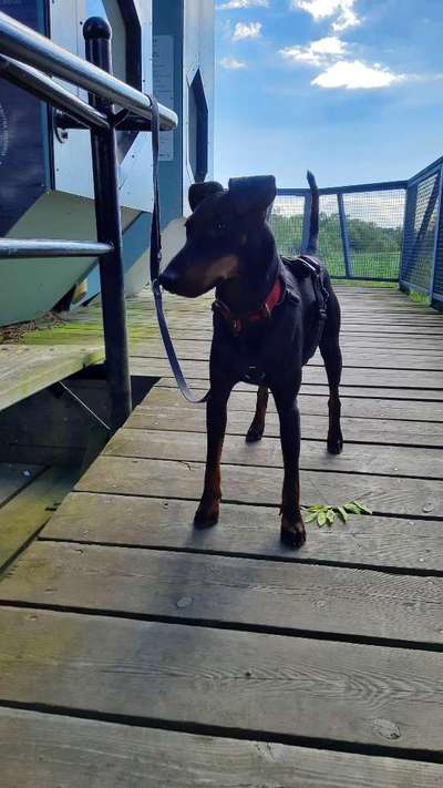 Gibt es noch mehr Manchester Terrier hier?-Beitrag-Bild