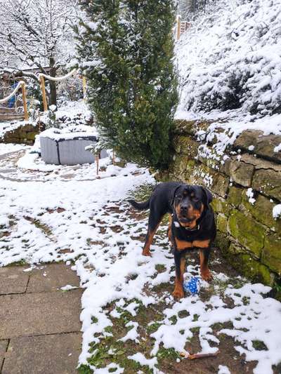 Rottweiler-Beitrag-Bild