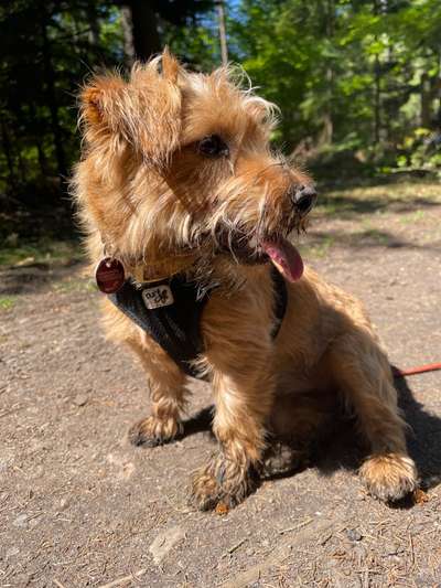 Seltene Rassen!-Beitrag-Bild