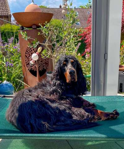 Gordon Setter-Beitrag-Bild