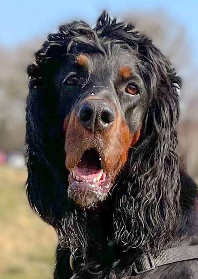 Gordon Setter-Beitrag-Bild