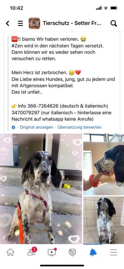 Englisch Setter?-Beitrag-Bild