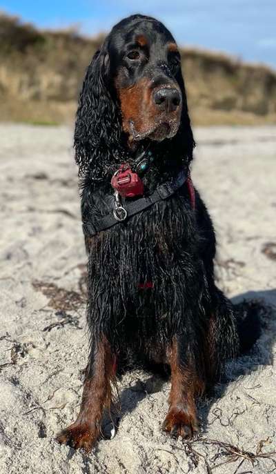 Englisch Setter?-Beitrag-Bild