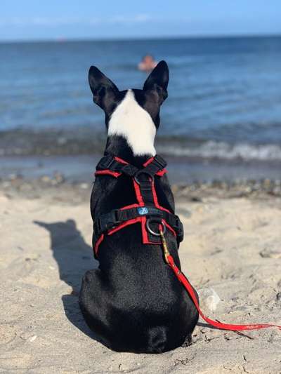 Dogorama-Monats-Challenge-Mai "Wasser"-Beitrag-Bild