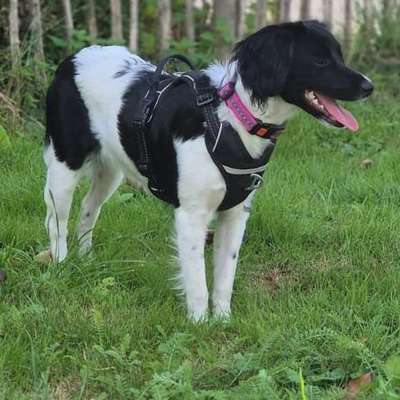 Hundetreffen-Treffen für Spazier- und Spielrunden gern auch mit Übungseinheiten-Bild