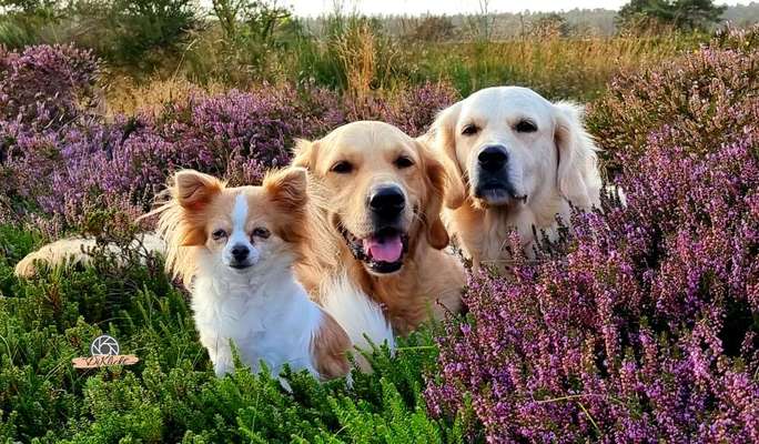 Die Dogorama Kalender Challenge Titelbild-Beitrag-Bild