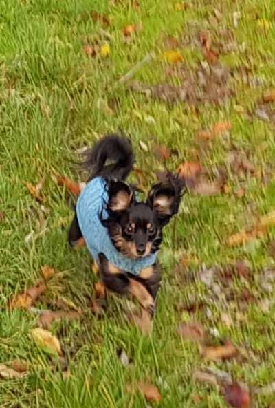 Fotochallenge 66 ~ Rennaction -Zeig deinen Hund im Lauf-Beitrag-Bild