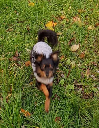 Fotochallenge 66 ~ Rennaction -Zeig deinen Hund im Lauf-Beitrag-Bild
