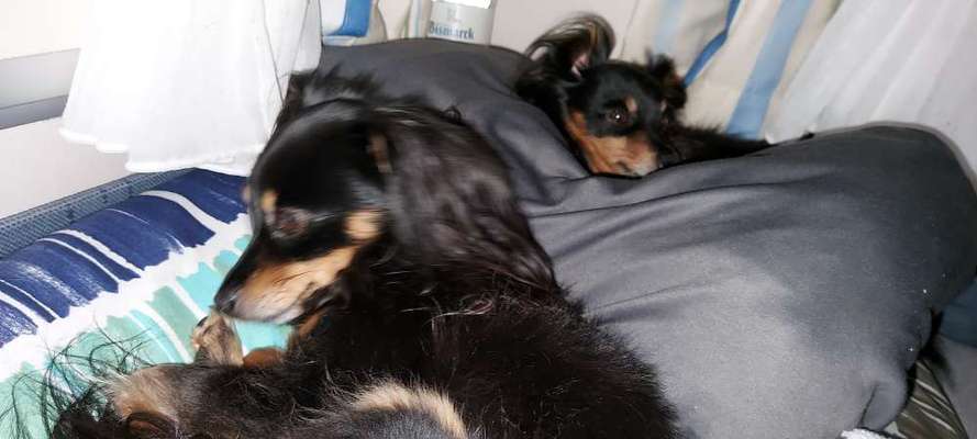 Darf der Hund bei Euch im Bett schlafen?-Beitrag-Bild