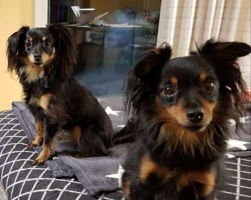 BIG LOVE :) mit 2 Hunden❣️-Beitrag-Bild