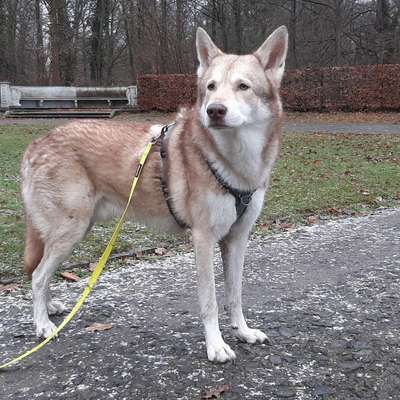 Hundetreffen-Gassischnupperspielrunde in Wald oder Feld