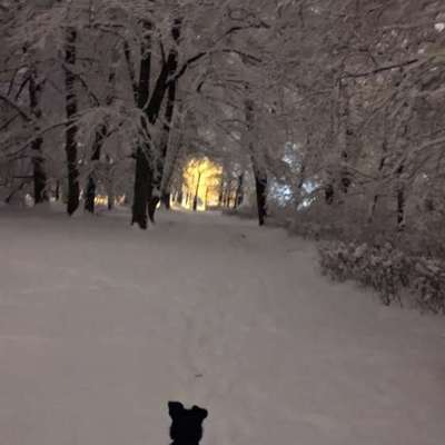 Hundeauslaufgebiet-Ehinger Anlage-Bild